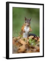 Red Squirrel Alert on the Ground-null-Framed Photographic Print