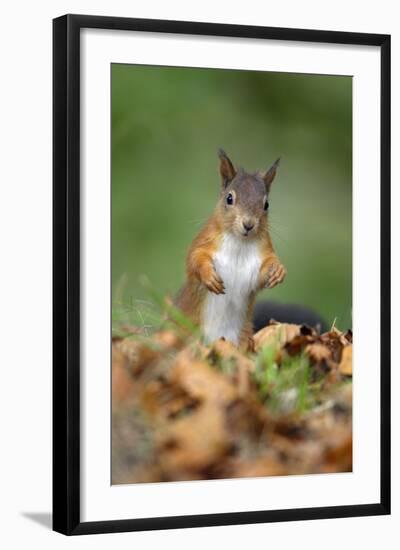 Red Squirrel Alert on the Ground-null-Framed Photographic Print