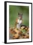 Red Squirrel Alert on the Ground-null-Framed Photographic Print