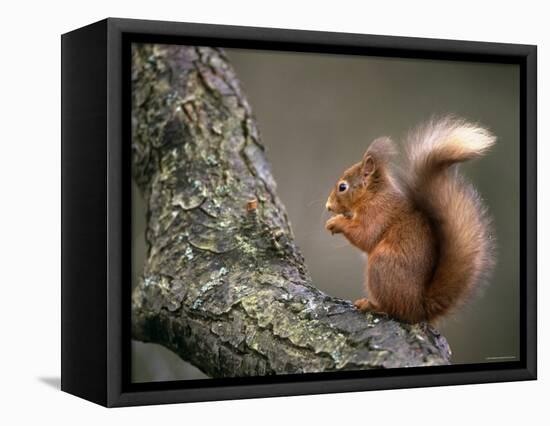 Red Squirrel, Angus, Scotland, UK-Niall Benvie-Framed Stretched Canvas