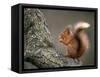 Red Squirrel, Angus, Scotland, UK-Niall Benvie-Framed Stretched Canvas
