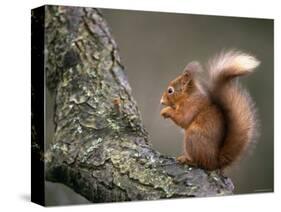 Red Squirrel, Angus, Scotland, UK-Niall Benvie-Stretched Canvas