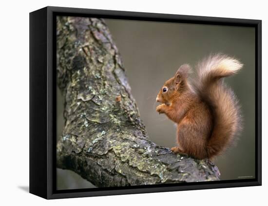 Red Squirrel, Angus, Scotland, UK-Niall Benvie-Framed Stretched Canvas