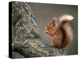 Red Squirrel, Angus, Scotland, UK-Niall Benvie-Stretched Canvas