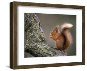 Red Squirrel, Angus, Scotland, UK-Niall Benvie-Framed Premium Photographic Print