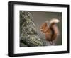 Red Squirrel, Angus, Scotland, UK-Niall Benvie-Framed Premium Photographic Print