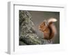 Red Squirrel, Angus, Scotland, UK-Niall Benvie-Framed Premium Photographic Print