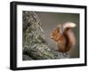 Red Squirrel, Angus, Scotland, UK-Niall Benvie-Framed Premium Photographic Print