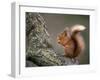 Red Squirrel, Angus, Scotland, UK-Niall Benvie-Framed Premium Photographic Print