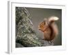 Red Squirrel, Angus, Scotland, UK-Niall Benvie-Framed Photographic Print