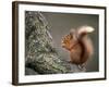 Red Squirrel, Angus, Scotland, UK-Niall Benvie-Framed Photographic Print