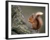 Red Squirrel, Angus, Scotland, UK-Niall Benvie-Framed Photographic Print