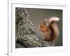 Red Squirrel, Angus, Scotland, UK-Niall Benvie-Framed Photographic Print