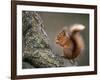 Red Squirrel, Angus, Scotland, UK-Niall Benvie-Framed Photographic Print