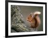 Red Squirrel, Angus, Scotland, UK-Niall Benvie-Framed Photographic Print