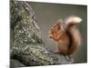 Red Squirrel, Angus, Scotland, UK-Niall Benvie-Mounted Photographic Print