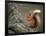 Red Squirrel, Angus, Scotland, UK-Niall Benvie-Framed Photographic Print