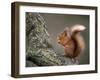 Red Squirrel, Angus, Scotland, UK-Niall Benvie-Framed Photographic Print