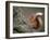 Red Squirrel, Angus, Scotland, UK-Niall Benvie-Framed Photographic Print