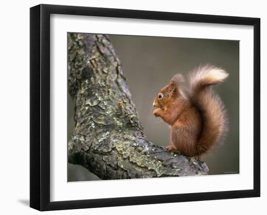 Red Squirrel, Angus, Scotland, UK-Niall Benvie-Framed Photographic Print