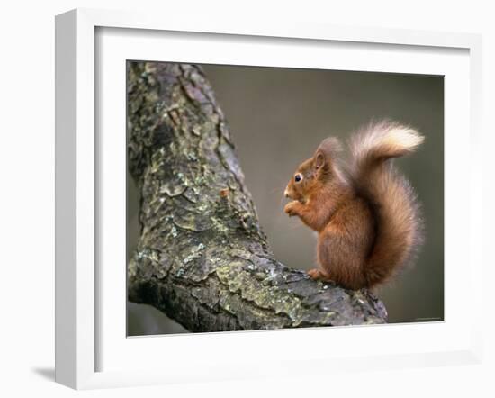 Red Squirrel, Angus, Scotland, UK-Niall Benvie-Framed Photographic Print