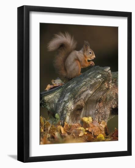 Red Squirrel, Autumn, Cairngorms National Park, Scotland-Pete Cairns-Framed Photographic Print