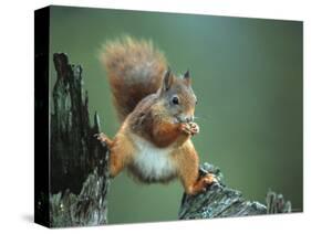 Red Squirrel Balancing on Pine Stump, Norway-Niall Benvie-Stretched Canvas