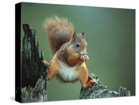 Red Squirrel Balancing on Pine Stump, Norway-Niall Benvie-Stretched Canvas
