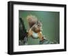 Red Squirrel Balancing on Pine Stump, Norway-Niall Benvie-Framed Premium Photographic Print