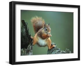 Red Squirrel Balancing on Pine Stump, Norway-Niall Benvie-Framed Premium Photographic Print