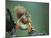 Red Squirrel Balancing on Pine Stump, Norway-Niall Benvie-Mounted Premium Photographic Print