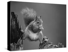 Red Squirrel Balancing on Pine Stump, Norway-Niall Benvie-Stretched Canvas