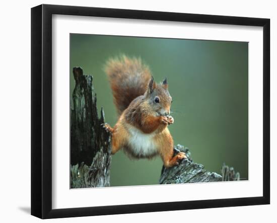 Red Squirrel Balancing on Pine Stump, Norway-Niall Benvie-Framed Photographic Print