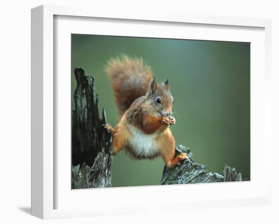 Red Squirrel Balancing on Pine Stump, Norway-Niall Benvie-Framed Photographic Print