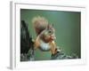 Red Squirrel Balancing on Pine Stump, Norway-Niall Benvie-Framed Photographic Print