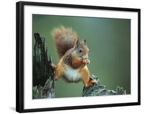 Red Squirrel Balancing on Pine Stump, Norway-Niall Benvie-Framed Photographic Print