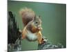 Red Squirrel Balancing on Pine Stump, Norway-Niall Benvie-Mounted Photographic Print