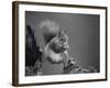 Red Squirrel Balancing on Pine Stump, Norway-Niall Benvie-Framed Photographic Print