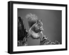 Red Squirrel Balancing on Pine Stump, Norway-Niall Benvie-Framed Photographic Print