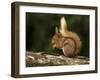 Red Squirrel, County Laois, Leinster, Republic of Ireland, Europe-Carsten Krieger-Framed Photographic Print