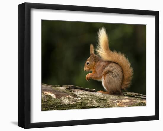 Red Squirrel, County Laois, Leinster, Republic of Ireland, Europe-Carsten Krieger-Framed Photographic Print