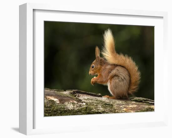 Red Squirrel, County Laois, Leinster, Republic of Ireland, Europe-Carsten Krieger-Framed Photographic Print