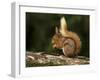 Red Squirrel, County Laois, Leinster, Republic of Ireland, Europe-Carsten Krieger-Framed Photographic Print