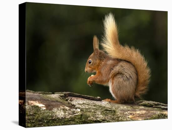 Red Squirrel, County Laois, Leinster, Republic of Ireland, Europe-Carsten Krieger-Stretched Canvas