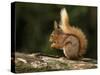 Red Squirrel, County Laois, Leinster, Republic of Ireland, Europe-Carsten Krieger-Stretched Canvas