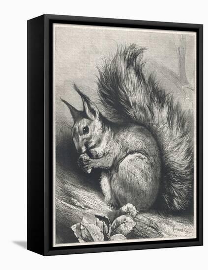 Red Squirrel Eating a Nut-Harrison Weir-Framed Stretched Canvas