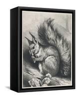 Red Squirrel Eating a Nut-Harrison Weir-Framed Stretched Canvas