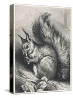 Red Squirrel Eating a Nut-Harrison Weir-Stretched Canvas