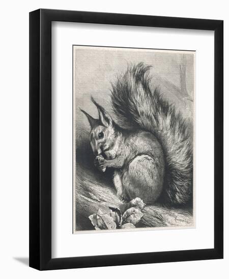 Red Squirrel Eating a Nut-Harrison Weir-Framed Photographic Print