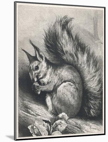 Red Squirrel Eating a Nut-Harrison Weir-Mounted Photographic Print